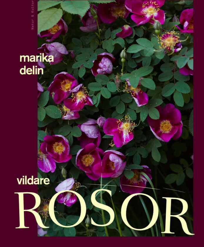 Vildare Rosor Av Marika Delin