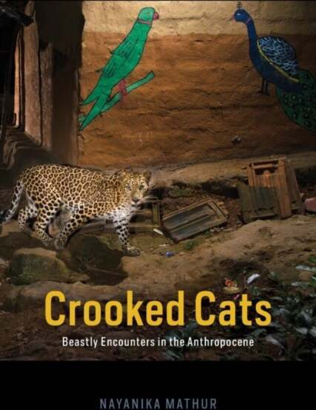 Crooked Cats av Nayanika Mathur