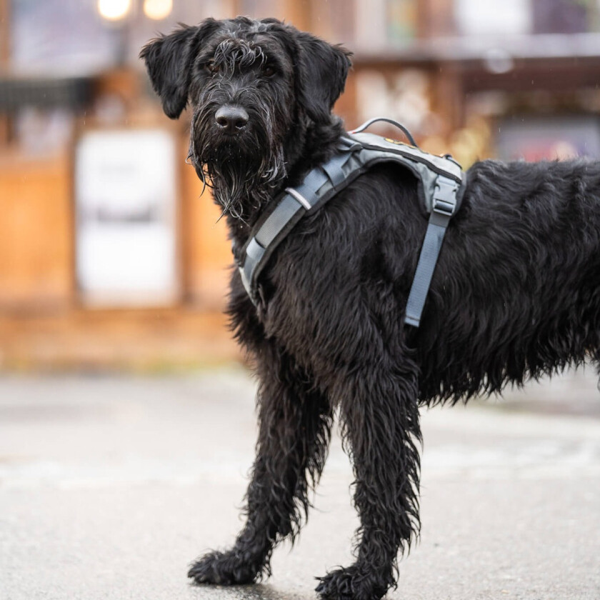 Comfort Dog Harness Grå/brun M
