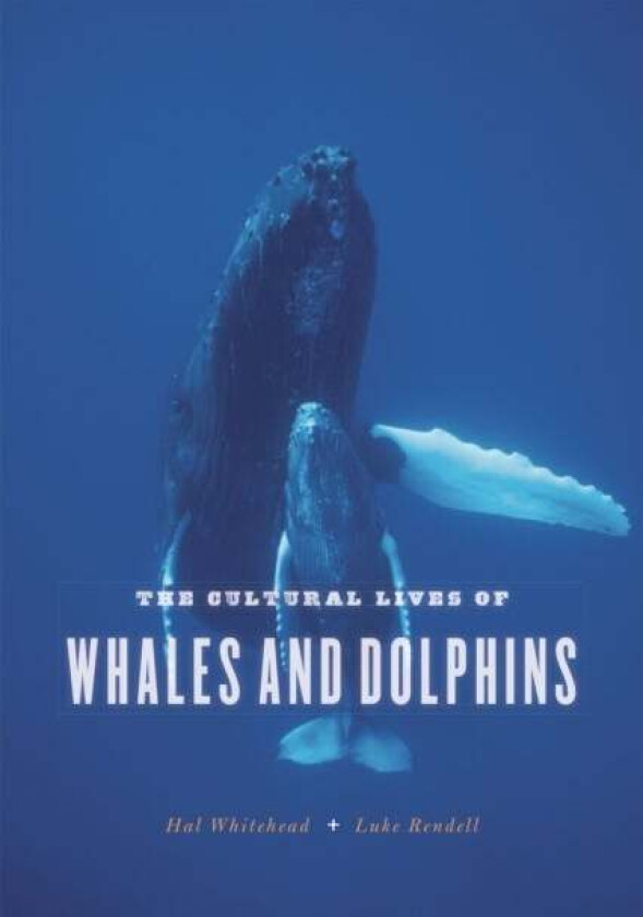 The Cultural Lives of Whales and Dolphins av Hal Whitehead, Luke Rendell