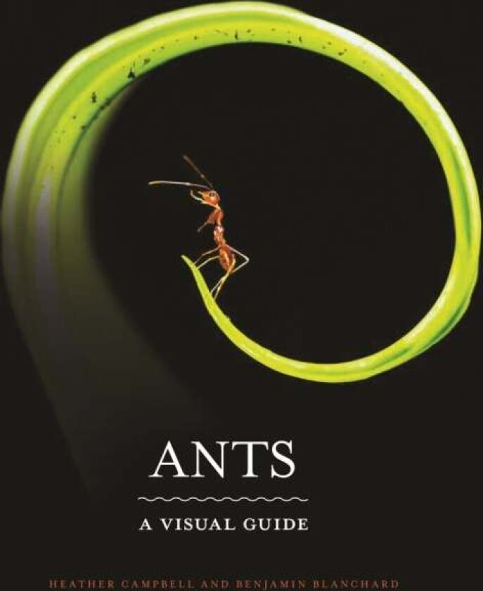 Ants av Heather Campbell, Benjamin Blanchard