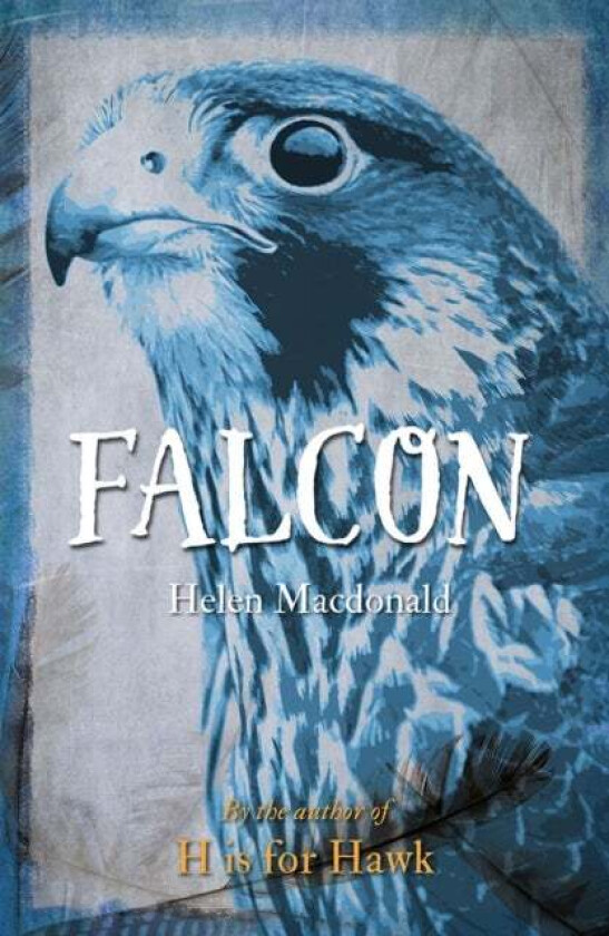 Falcon av Helen Macdonald