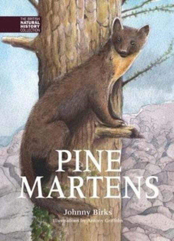 Pine Martens av Johnny Birks