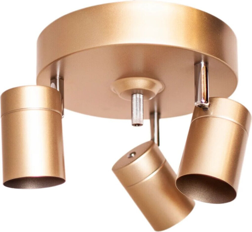 Correct 3 takspotlight Gull