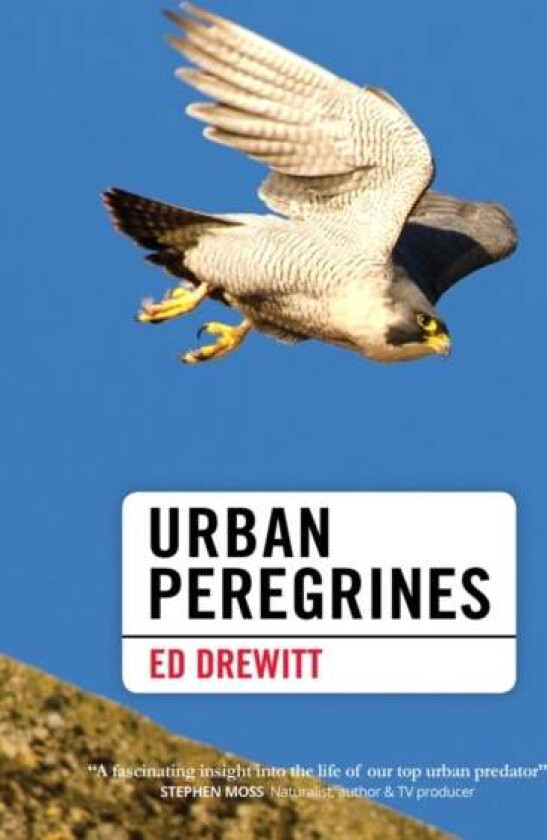 Urban Peregrines av Ed Drewitt