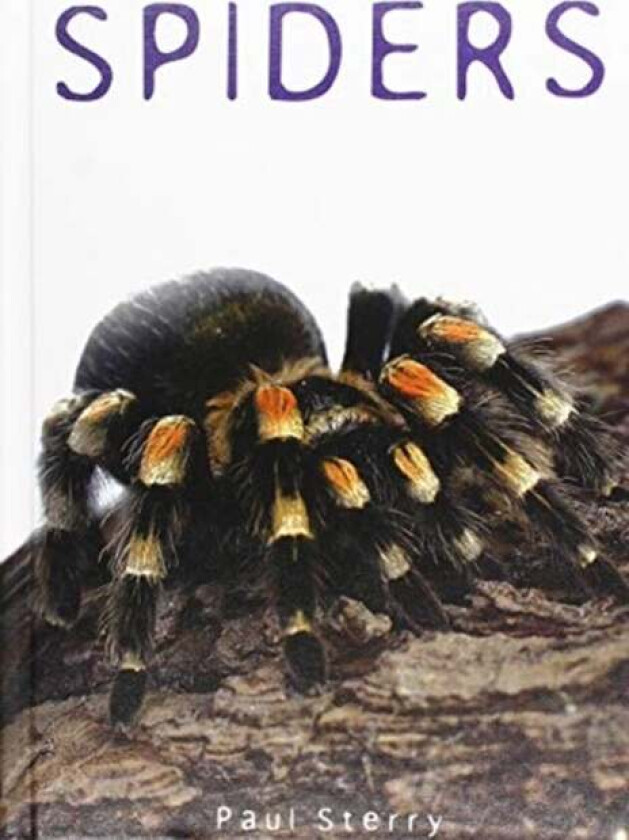 Spiders av Paul Sterry