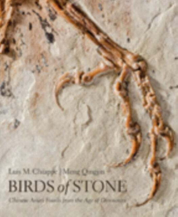 Birds of Stone av Luis M. (Curator and Director Natural History Museum of Los Angeles County) Chiappe, Meng Qingjin