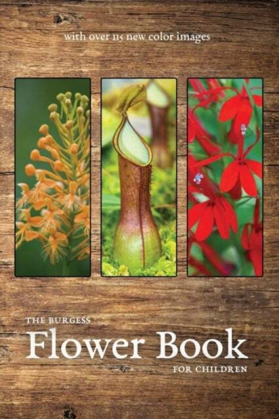 The Burgess Flower Book with new color images av Thornton Burgess