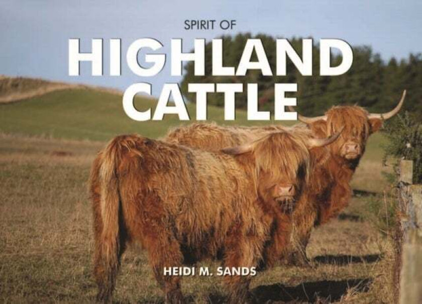Spirit of Highland Cattle av Heidi M. Sands