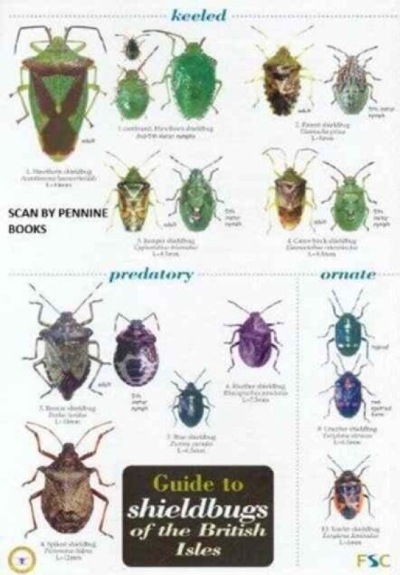 Guide to Shieldbugs of the British Isles av Bernard Nau