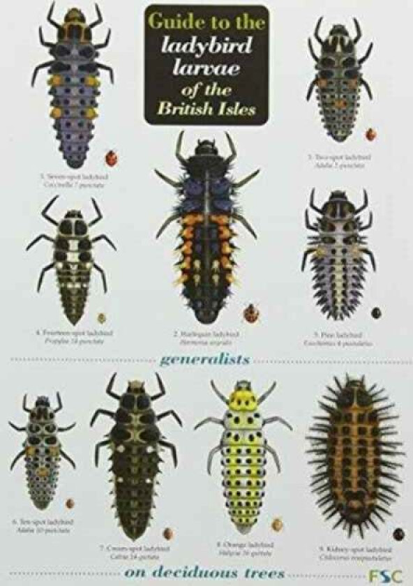 Guide to the Ladybird Larvae of the British Isles av Peter Brown, Helen Roy, Richard F. Comont, Remy Poland