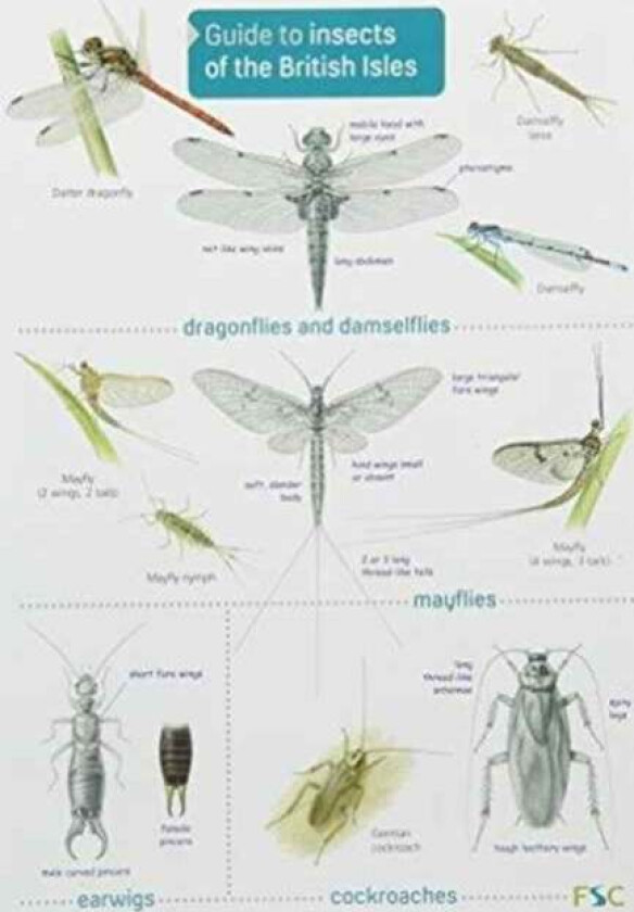 Guide to Insects of the British Isles av Richard Lewington