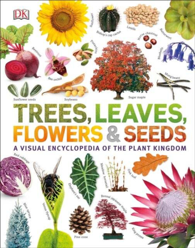 Our World in Pictures: Trees, Leaves, Flowers & Seeds av DK