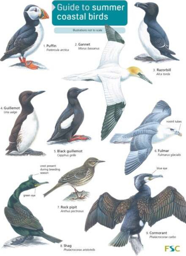 Guide to Summer Coastal Birds av Rebecca Farley-Brown