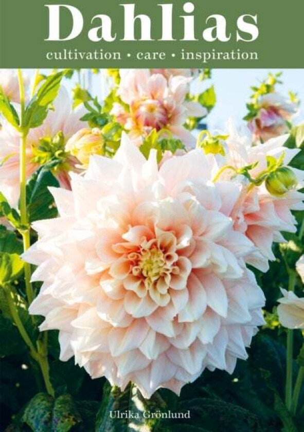 Dahlias av Ulrika Gronlund