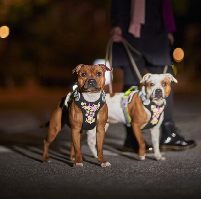 Hurtta Weekend Warrior Hundesele Neon & Sort (45-60 cm)