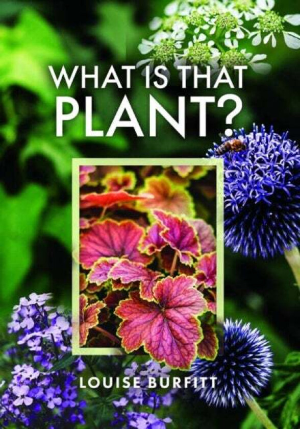 What is that Plant? av Louise Burfitt