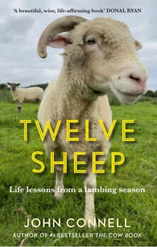 Twelve Sheep Av John Connell