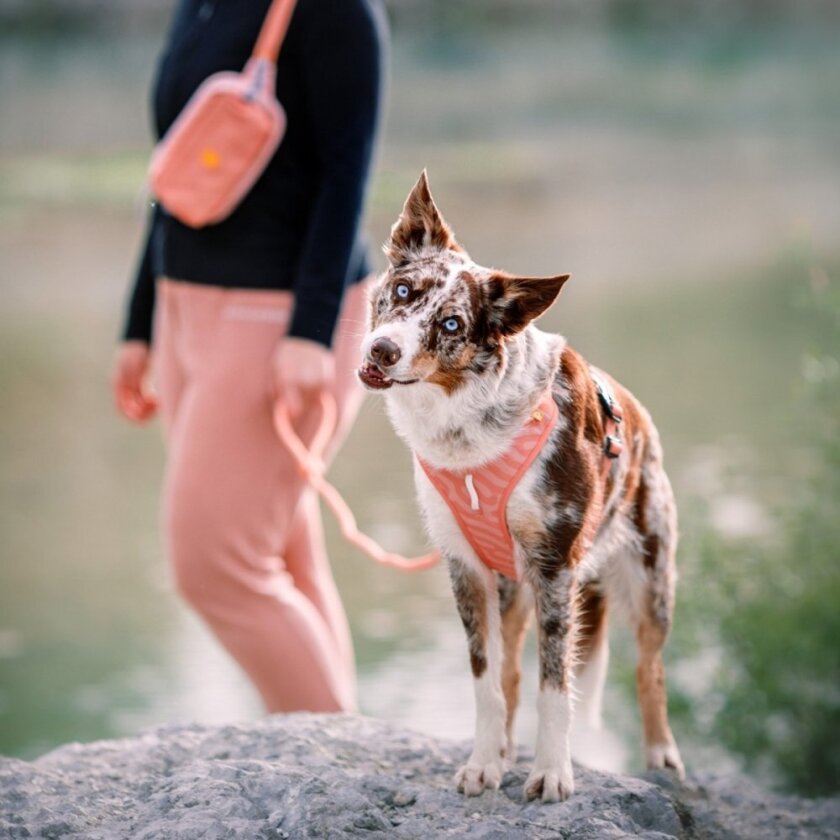Roam Hundesele Rosa (XL)