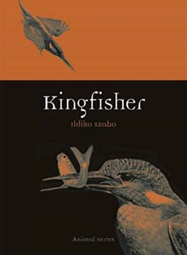 Kingfisher av Ildiko Szabo