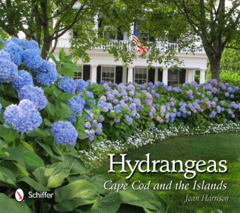 Hydrangeas av Joan Harrison