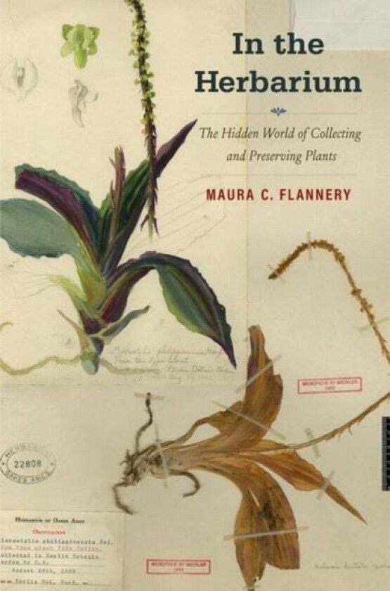 In the Herbarium av Maura C. Flannery