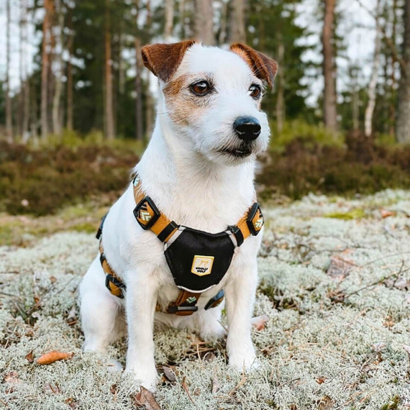 Woolly Wolf Hundesele Lysebrun med Mønster (L)