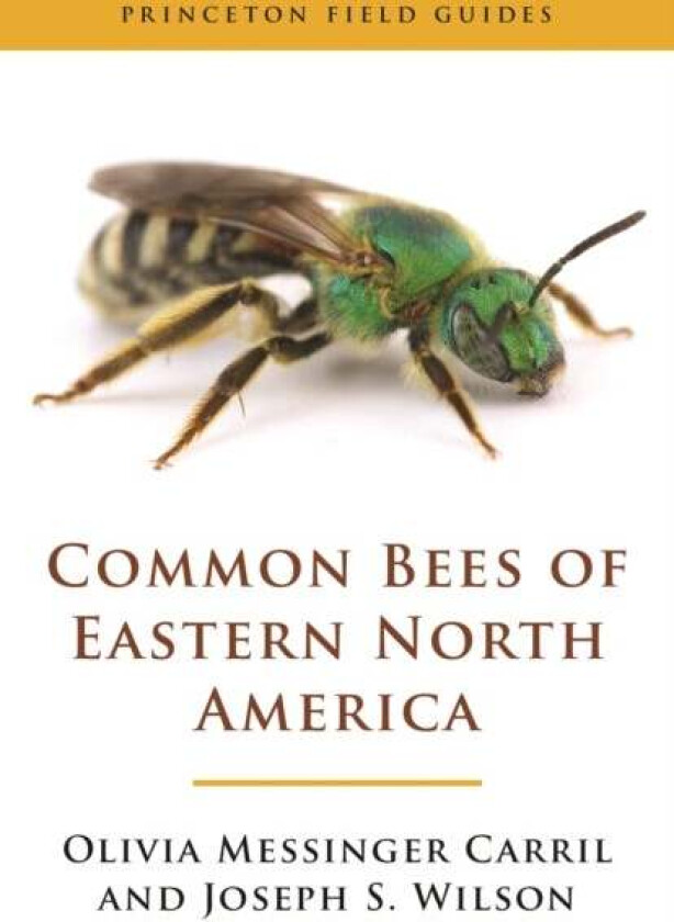 Common Bees of Eastern North America av Olivia Messinger Carril, Joseph S. Wilson