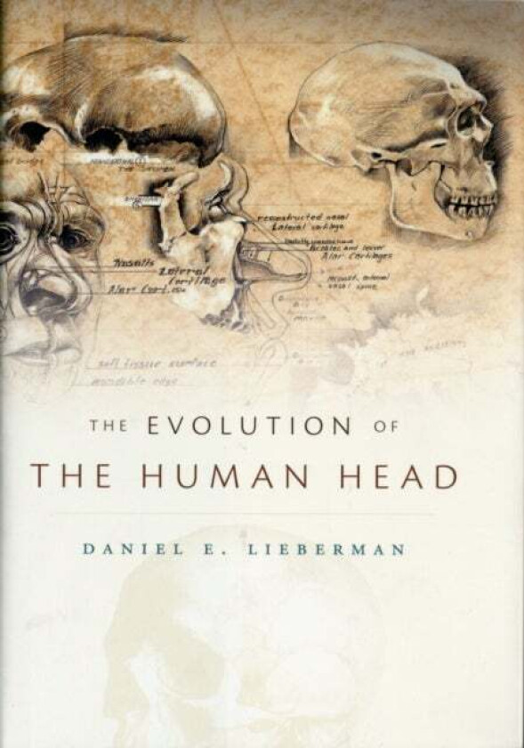 The Evolution of the Human Head av Daniel E. Lieberman