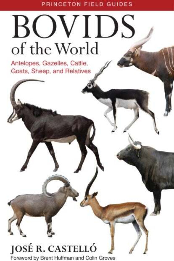 Bovids of the World av Dr. Jose R. Castello