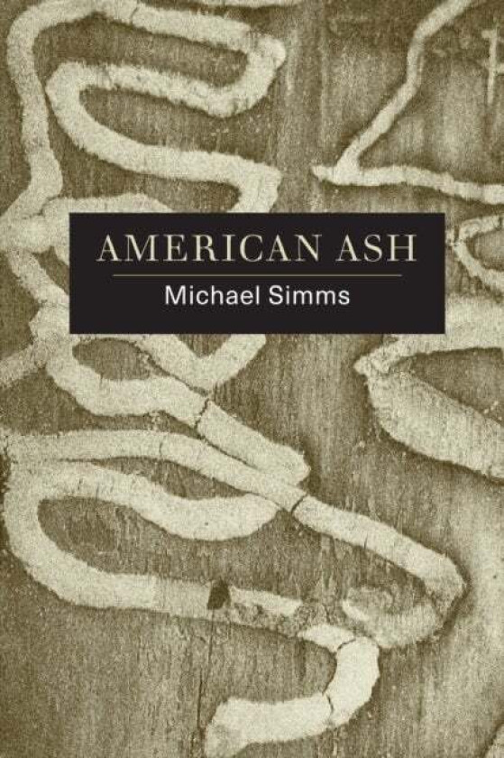 American Ash av Michael SIMMs
