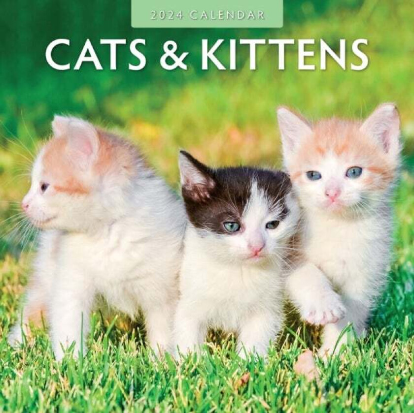 Cats & Kittens 2024 Square Wall Calendar av Red Robin Publishing Ltd.