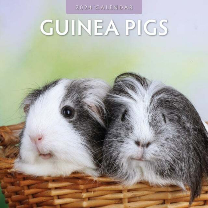 Guinea Pigs 2024 Square Wall Calendar av Red Robin Publishing Ltd.