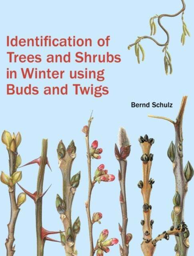 Identification of Trees and Shrubs in Winter Using Buds and Twigs av Bernd Schulz