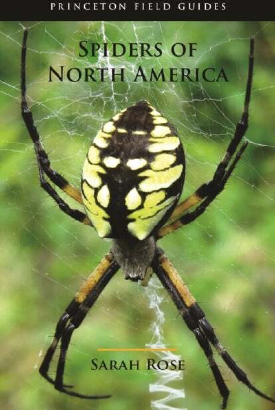 Spiders of North America av Sarah Rose