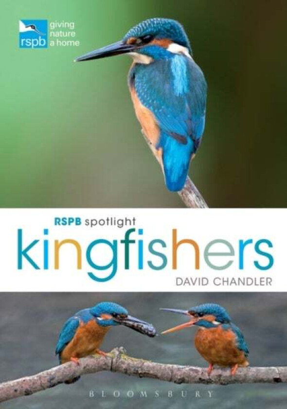 RSPB Spotlight Kingfishers av David Chandler