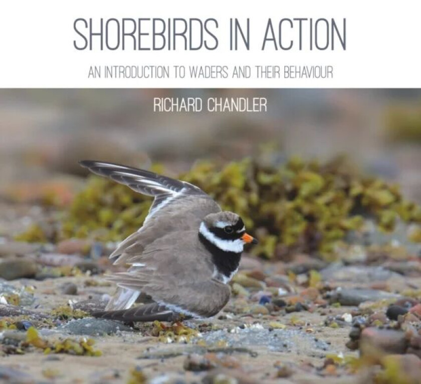 Shorebirds in Action av Richard Chandler