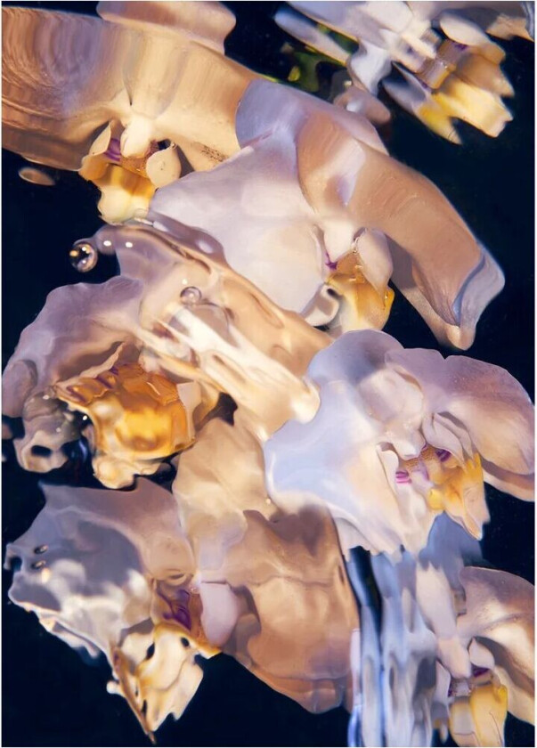 Flora Aquatica 01 poster 30x40 cm