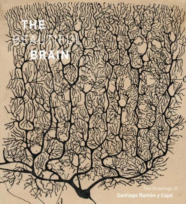 The Beautiful Brain av Larry Swanson, Eric Newman, Alfonso Araque