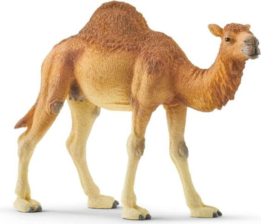 Dromedary