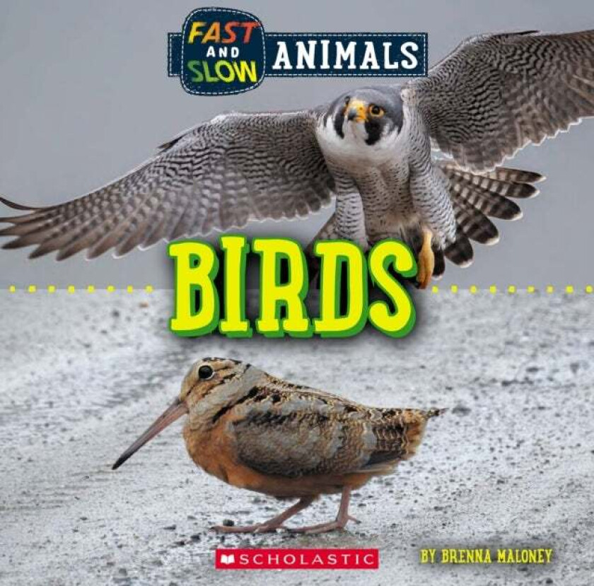 Birds (Wild World: Fast and Slow Animals) av Brenna Maloney