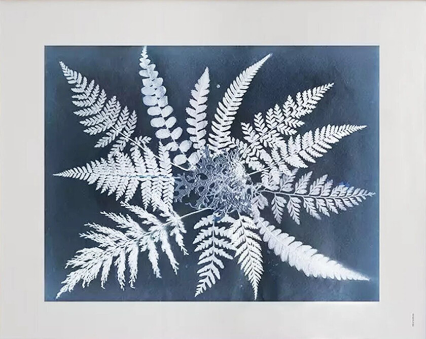 Fern star plakat 40 x 50 cm