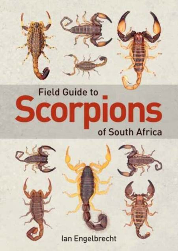 Field Guide To Scorpions Of South Africa Av Ian Engelbrecht