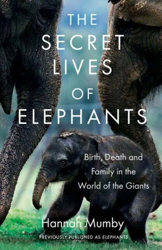 The Secret Lives of Elephants av Hannah Mumby