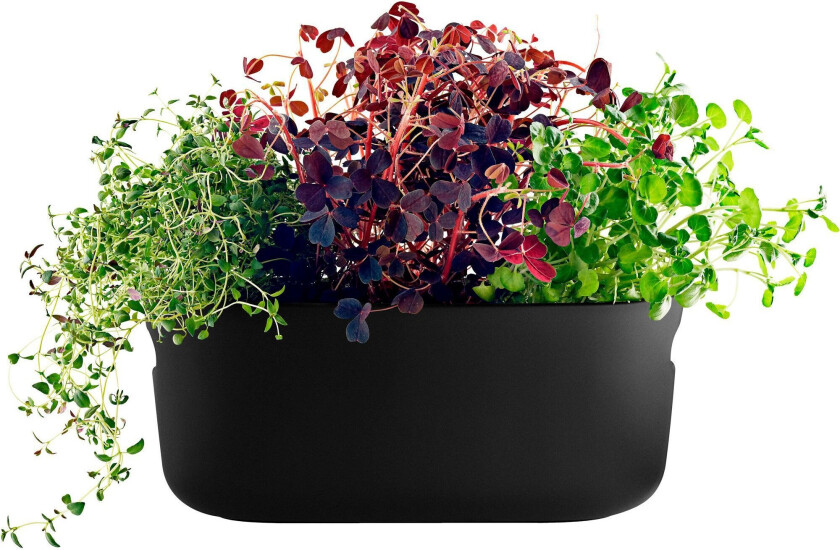 selvvannende herb organiser Svart