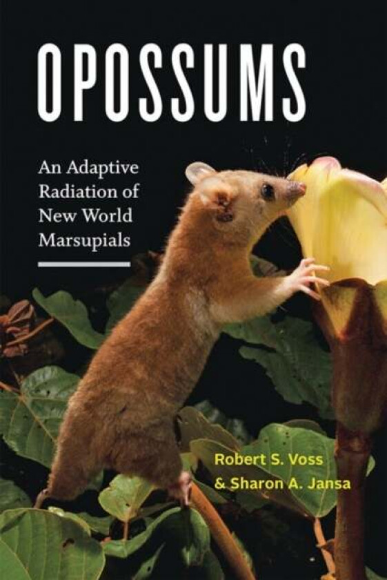 Opossums av Robert S. (American Museum of Natural History) Voss, Sharon A. (University of Minnesota) Jansa