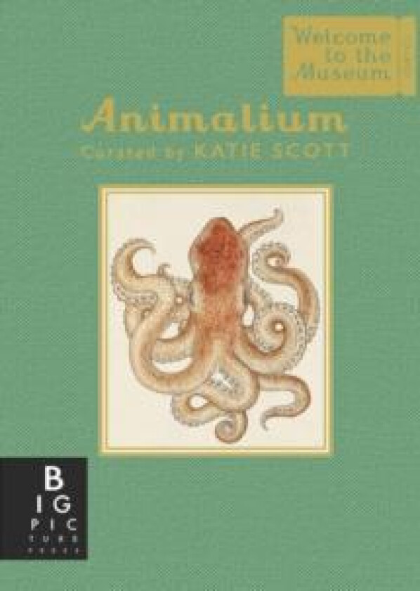 Animalium (Mini Gift Edition) av Jenny Broom