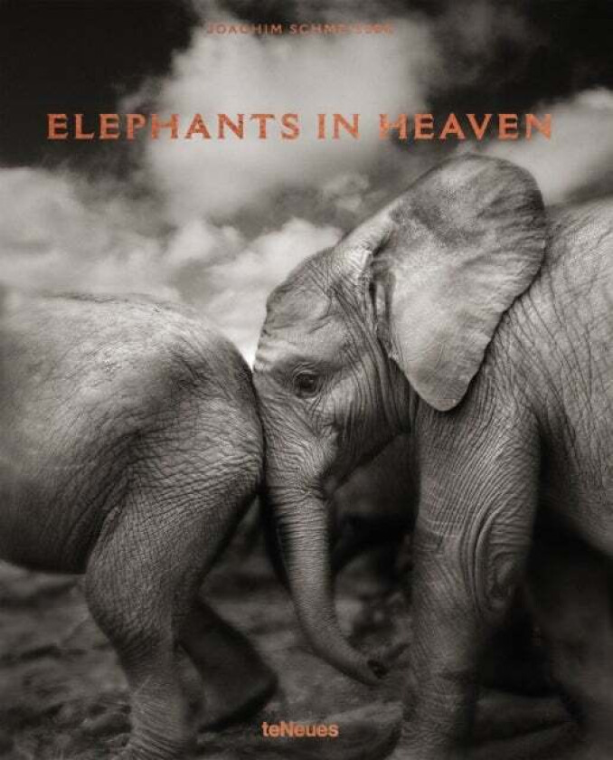 Elephants in Heaven av Joachim Schmeisser