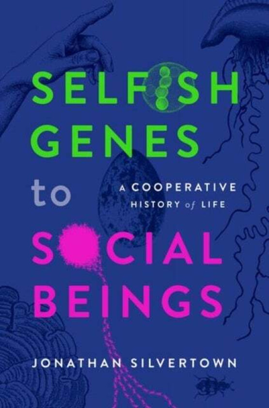 Selfish Genes to Social Beings av Jonathan (Honorary Professor Honorary Professor Institute of Ecology and Evolution University of Edinburgh) Silverto