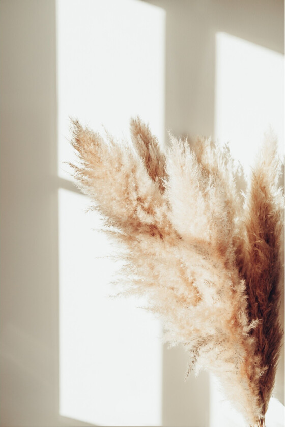 Poster Pampas 70x100 cm - Beige